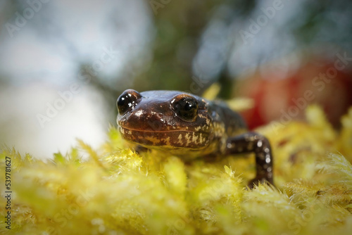 Close up of the head of an adult Del Norte Salamander, Plethodon elongatus
