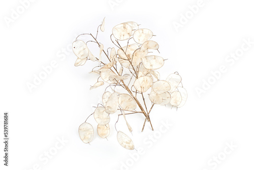 Getrocknete Äste des Silberblatt, Trockenblumen im Herbst photo