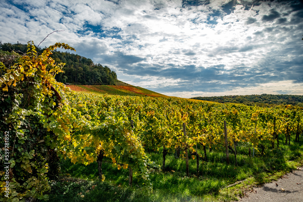 Weinberg mit Südhang im Herbst