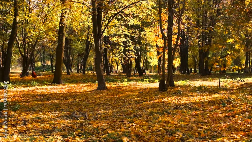 Autumn tree with yellow leaves. Selective focus. Autumn tree with yellow leaves. Selective focus.