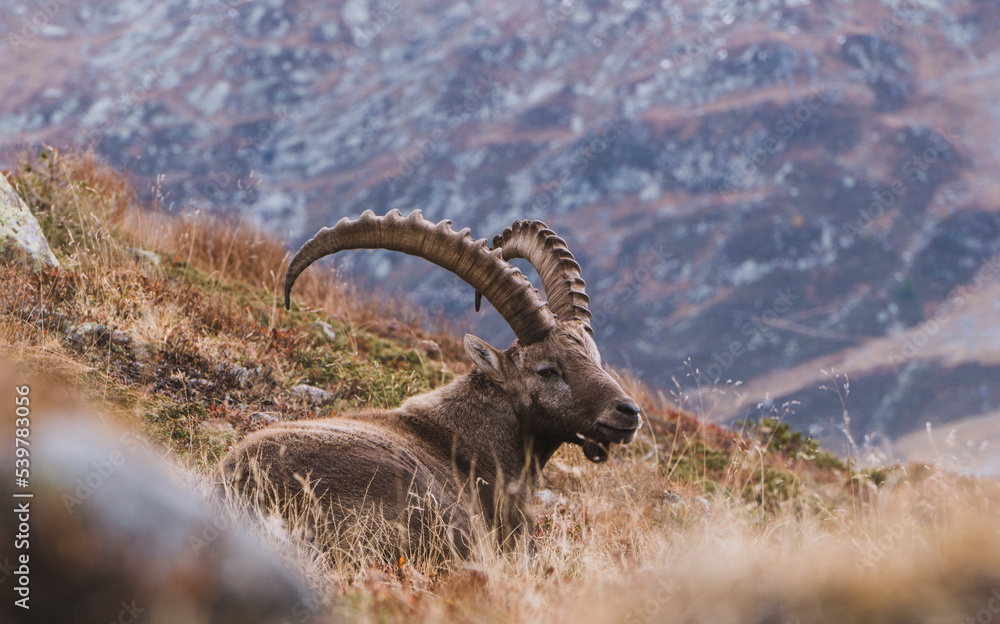 mountain ibex on grassy slope
