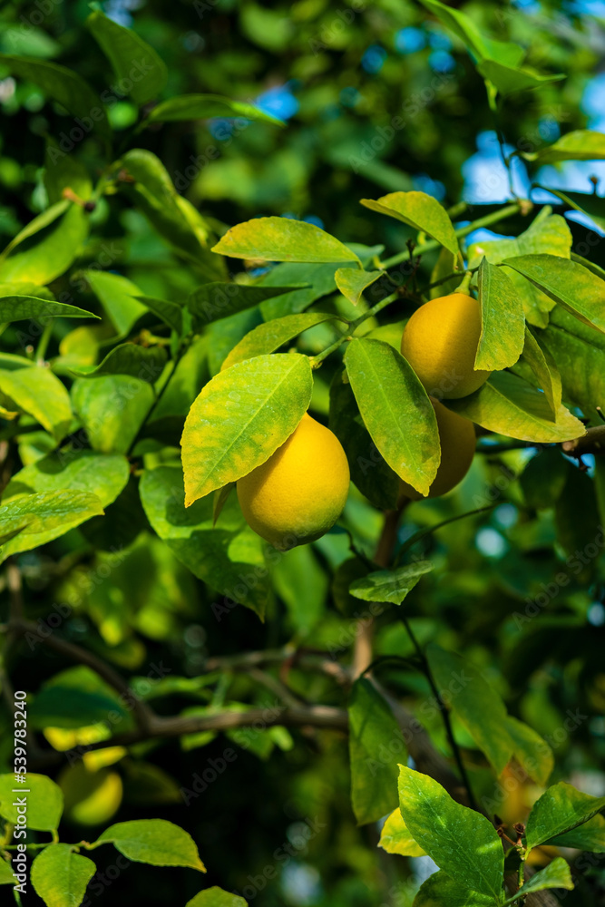 fresh lemons on the branch