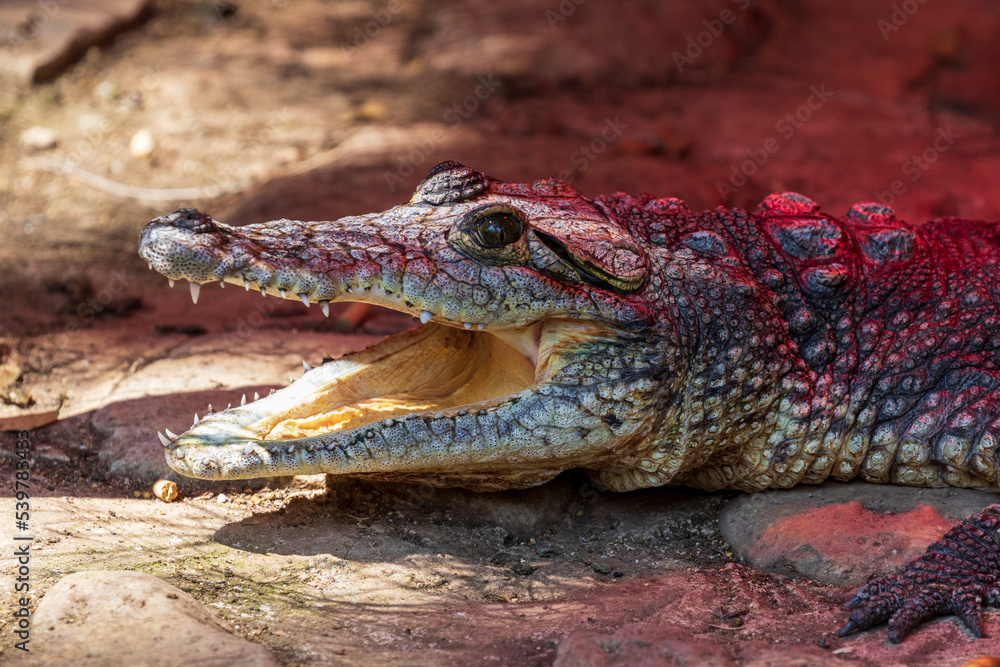 Fototapeta premium close up of a crocodile