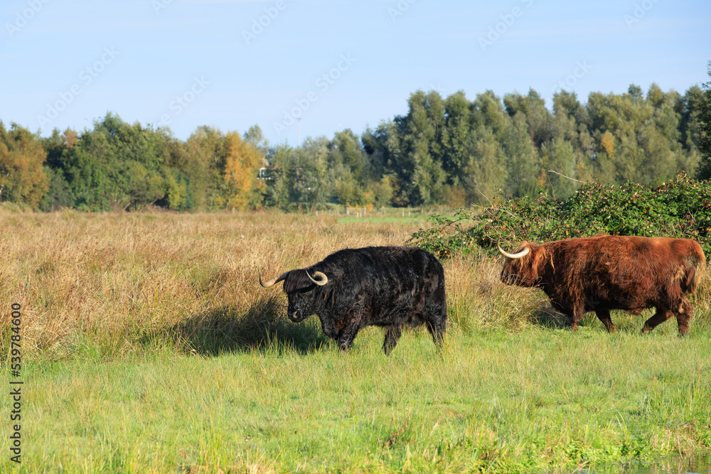 Landscape with a grazing black and a brown red Scottish Highlander bulls with fully grown horns in the Zaans Rietveld nature reserve in the Dutch municipality of Alphen aan den Rijn Landscape with a grazing black and a brown red Scottish Highlander bulls with fully grown horns in the Zaans Rietveld nature reserve in the Dutch municipality of Alphen aan den Rijn