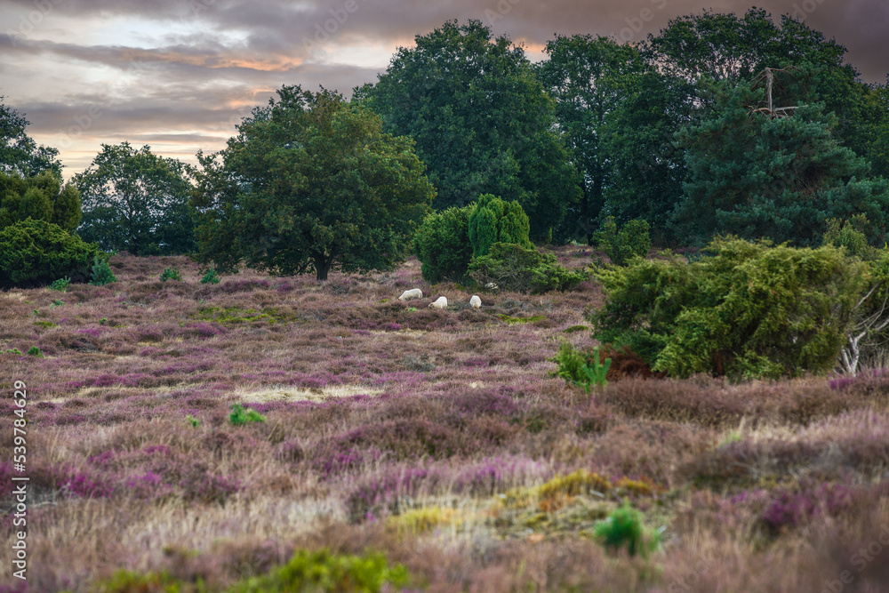 Fototapeta premium Sunset summer landscape Drouwenerzand with herd of sheep and vegetation of purple flowering Heather Calluna vulgaris, juniper Juniperus communis and pedunculate oak Quercus robur