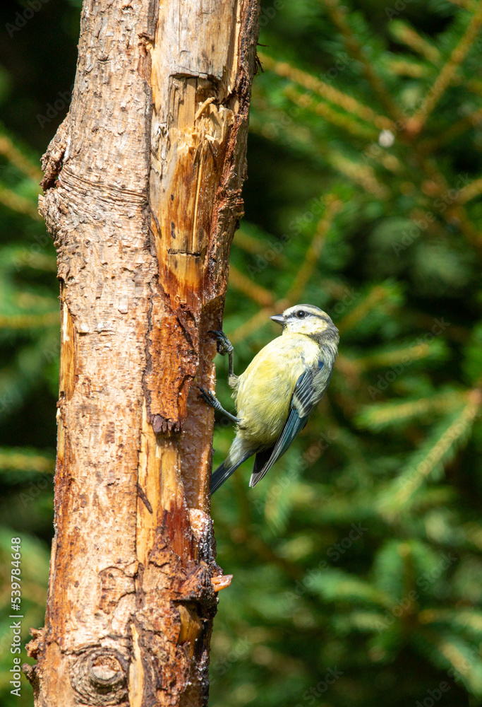 Close up of a Blue Tit, Cyanistes caeruleus, foraging against tree trunk at feeding place against spruce trees background