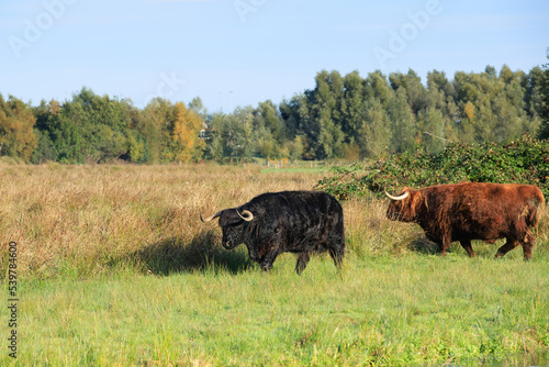 Landscape with a grazing black and a brown red Scottish Highlander bulls with fully grown horns in the Zaans Rietveld nature reserve in the Dutch municipality of Alphen aan den Rijn