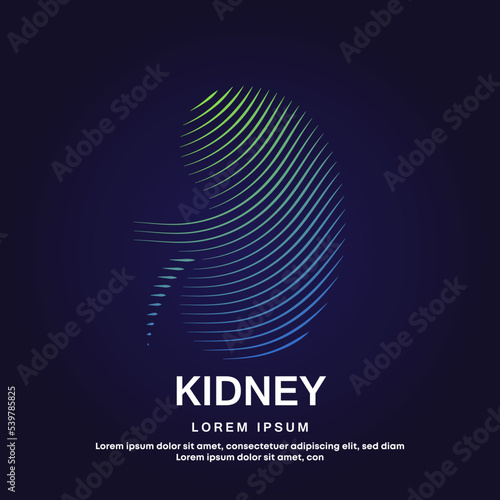 Human kidney medical structure. Vector logo kidney color silhouette on a dark background. EPS 10
