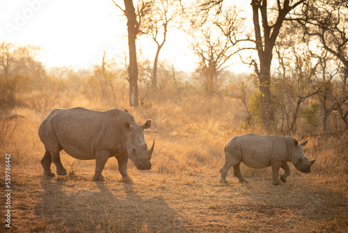 White rhinoceros with a calf  Ceratotherium simum  in the early morning light  Sabi Sands Game Reserve  South Africa.