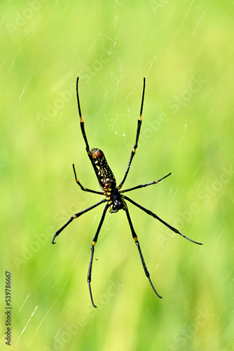 closeup the black yellow spider insect with web in the farm soft focus natural green brown background.