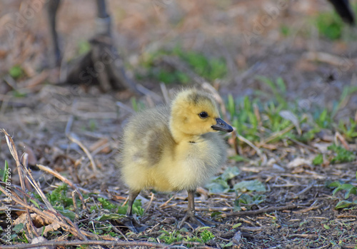 Canadian Geese (Branta canadensis) young gosling on green grass in spring