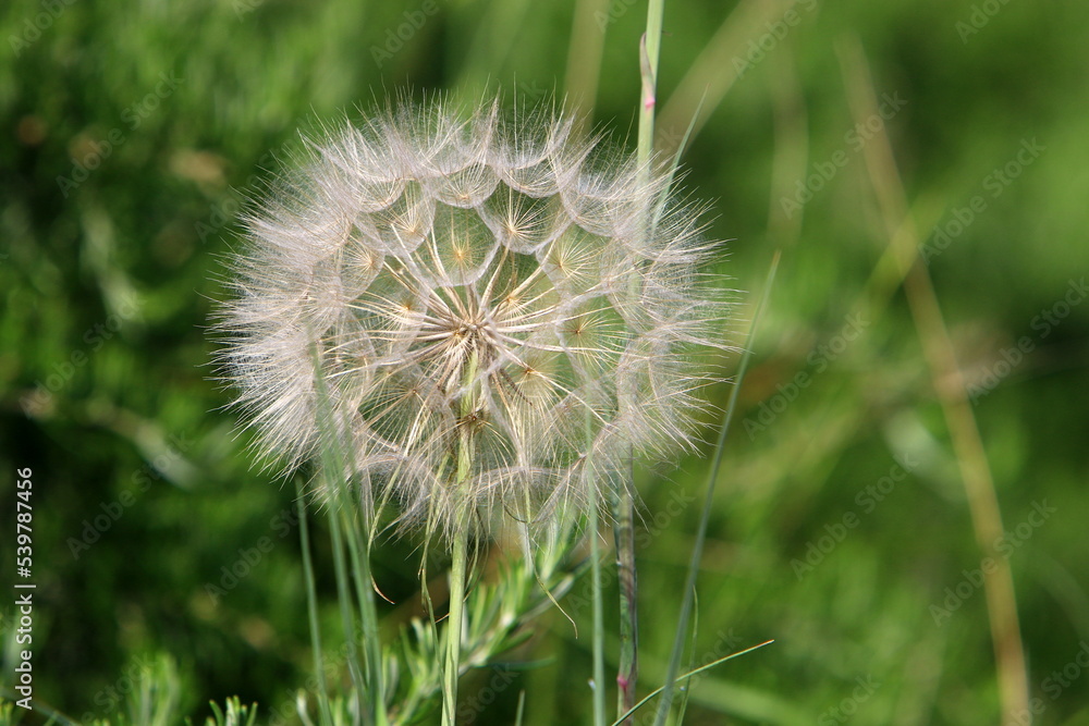 Fototapeta premium Dandelion blooms in a forest clearing.