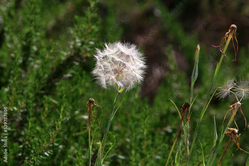 Dandelion blooms in a forest clearing. Dandelion blooms in a forest clearing.