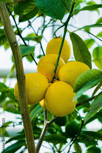 fresh lemons on the branch