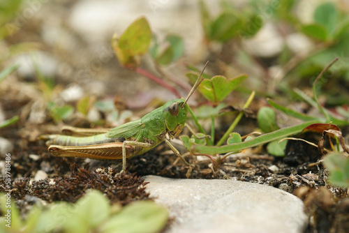 Closeup on the Common European Meadown grasshopper, Pseudochorthippus parallelus © Henk