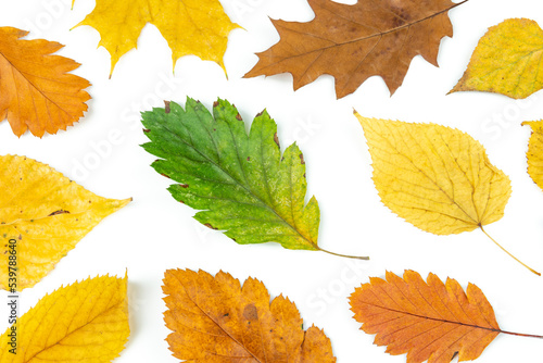 Colorful autumn leaves isolated on white background