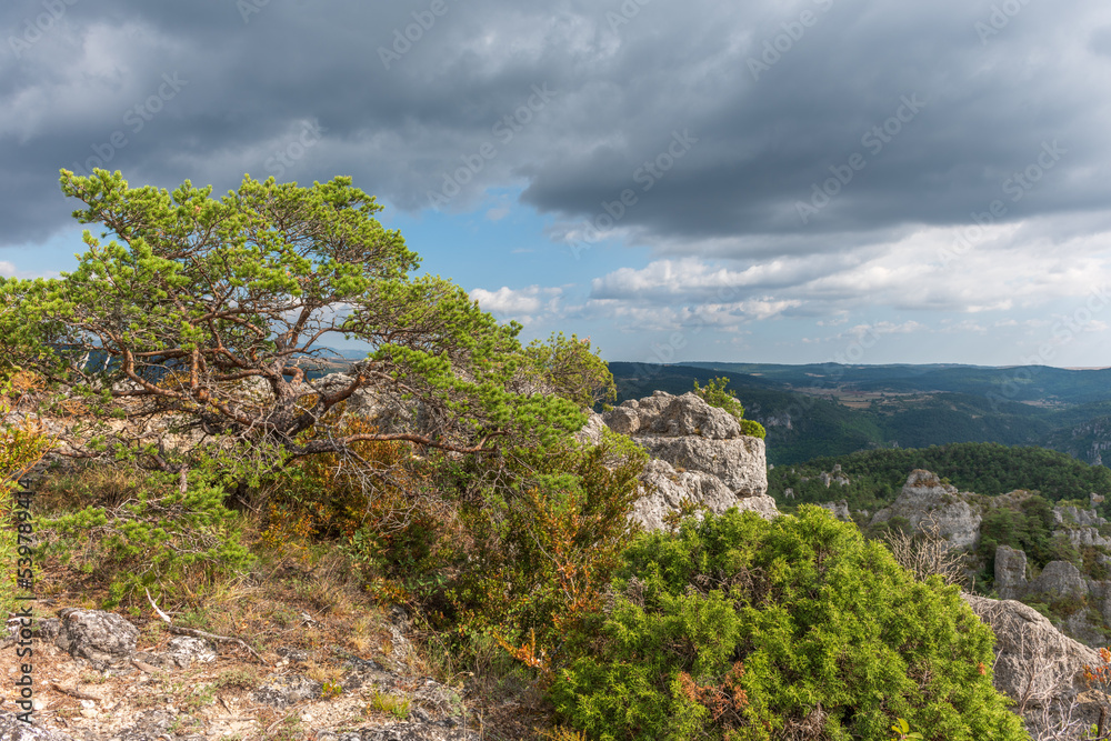 Fototapeta premium The city of stones, within Grands Causses Regional Natural Park, listed natural site with Dourbie Gorges at bottom.