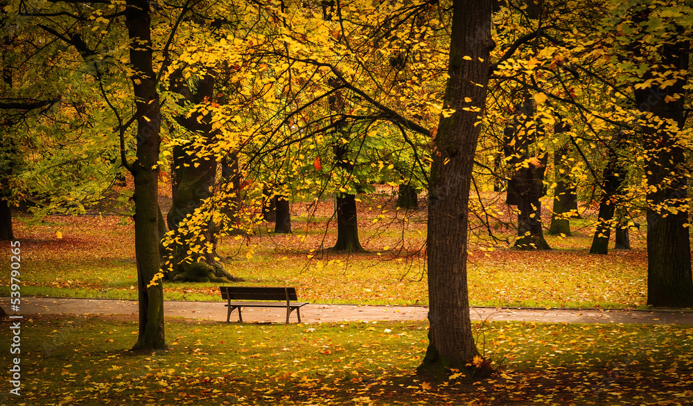 Naklejka premium Colorful autumn leaves photo background