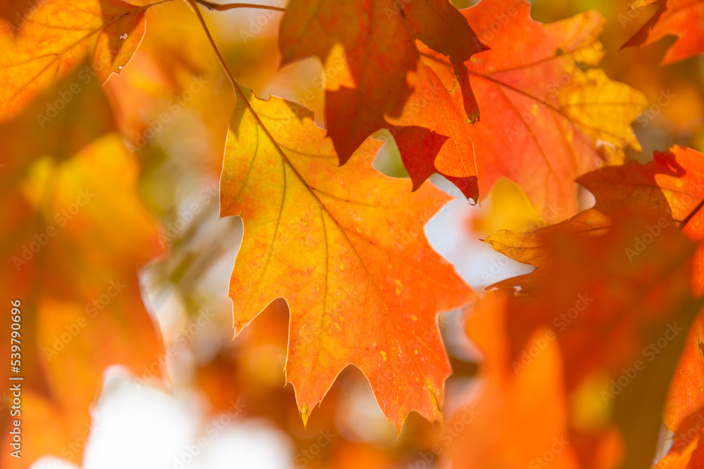 Fototapeta premium Colorful autumn leaves photo background