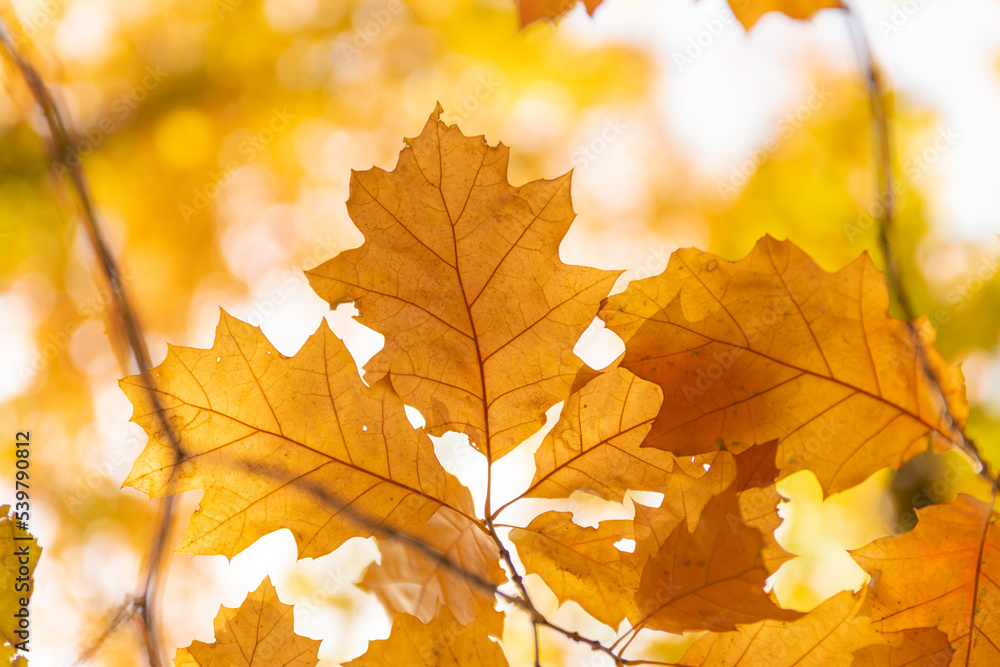 Colorful autumn leaves photo background