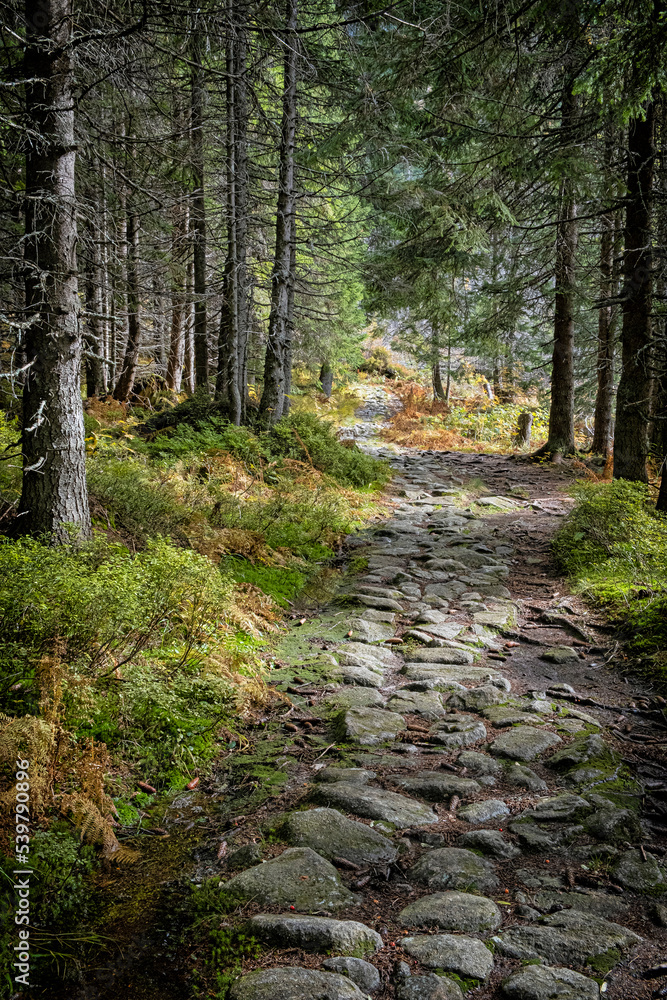Footpath in coniferous forest, Dill valley, High Tatras mountain, Slovakia