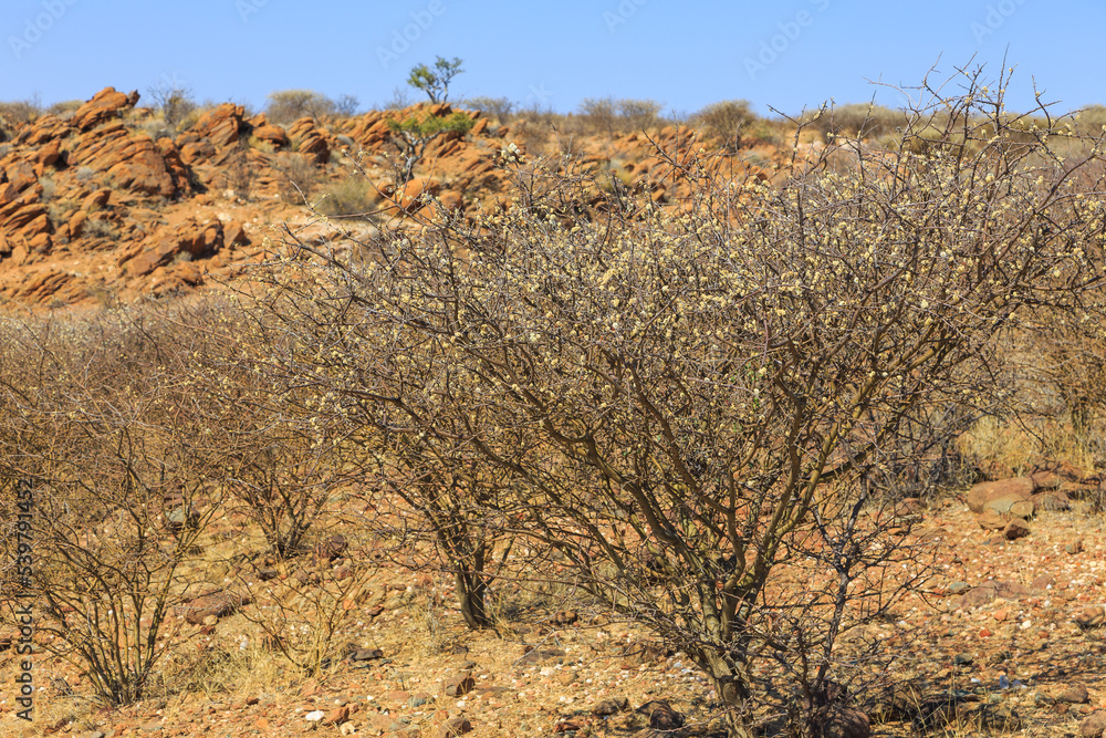 African savannah during a hot day. Oanob, Namibia. African savannah during a hot day. Oanob, Namibia.
