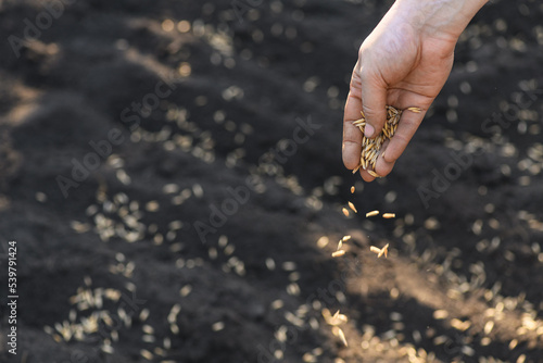 Close-up woman's hand planting winter oats in the field. Planting winter crops. World hunger concept © borislav15