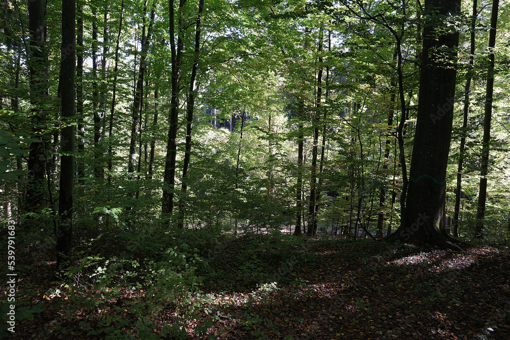 Fototapeta premium Wald, Waldweg, Weg, Laubwald, Bäume, Mischwald