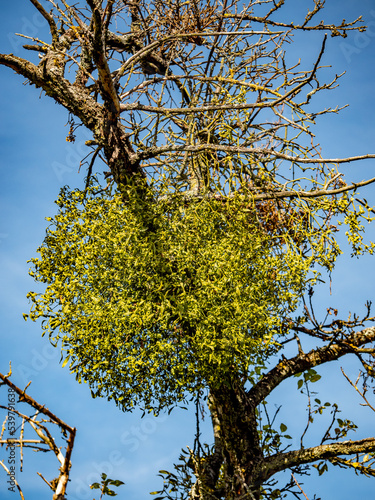 Obstbaum mit vielen Misteln photo