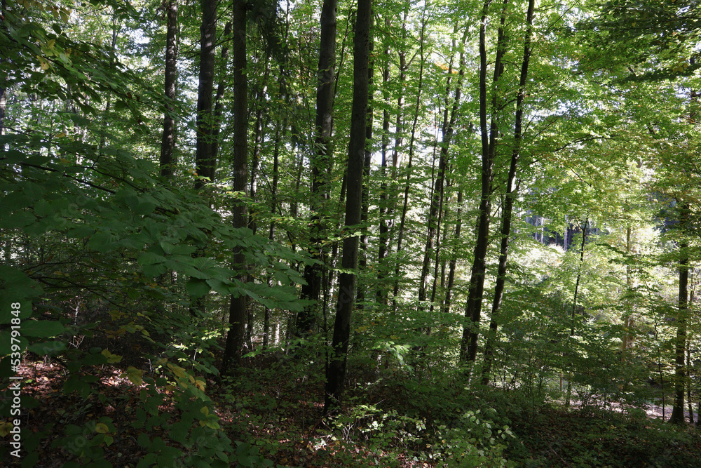 Wald, Waldweg, Weg, Laubwald, Bäume, Mischwald
