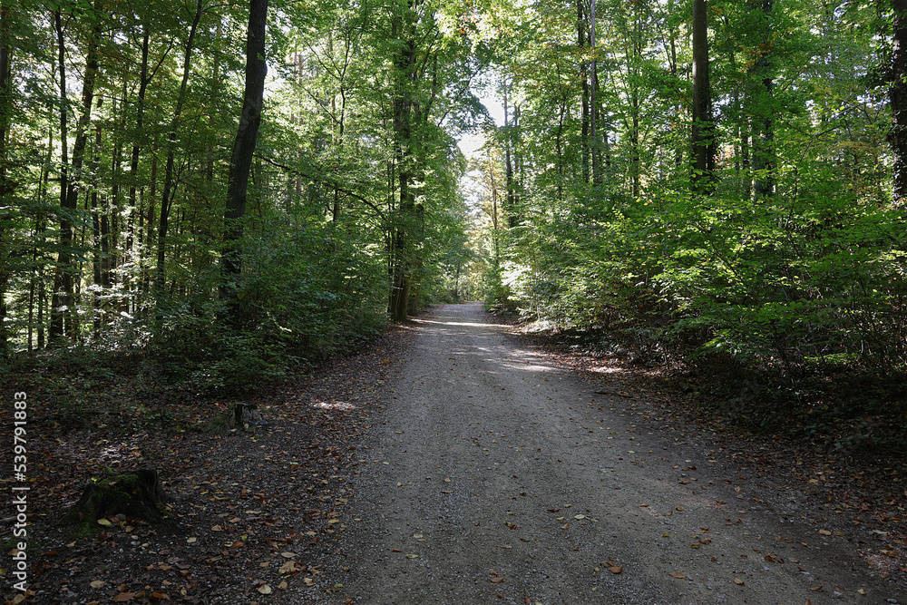 Fototapeta premium Wald, Waldweg, Weg, Laubwald, Bäume, Mischwald