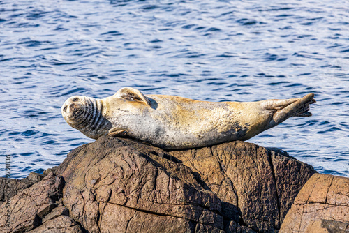 A seal hauled out on a rock at Machrihanish on the Kintyre Peninsula, Argyll & Bute, Scotland UK photo