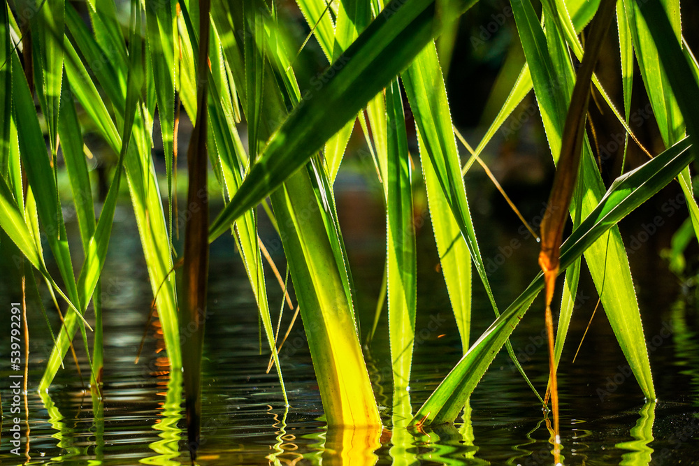 Obraz premium Tropenwasser - Close up