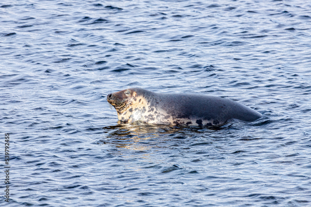 Obraz premium A rather smug looking seal hauled out on a submerged rock but refusing to move for the rising tide at Machrihanish on the Kintyre Peninsula, Argyll & Bute, Scotland UK