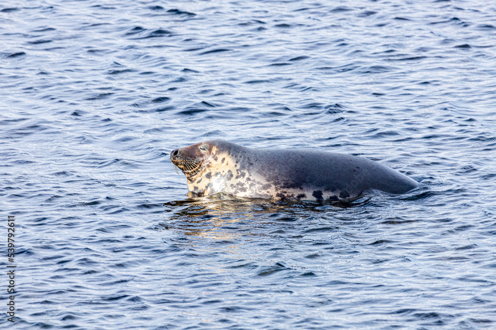 Obraz premium A rather smug looking seal hauled out on a submerged rock but refusing to move for the rising tide at Machrihanish on the Kintyre Peninsula, Argyll & Bute, Scotland UK
