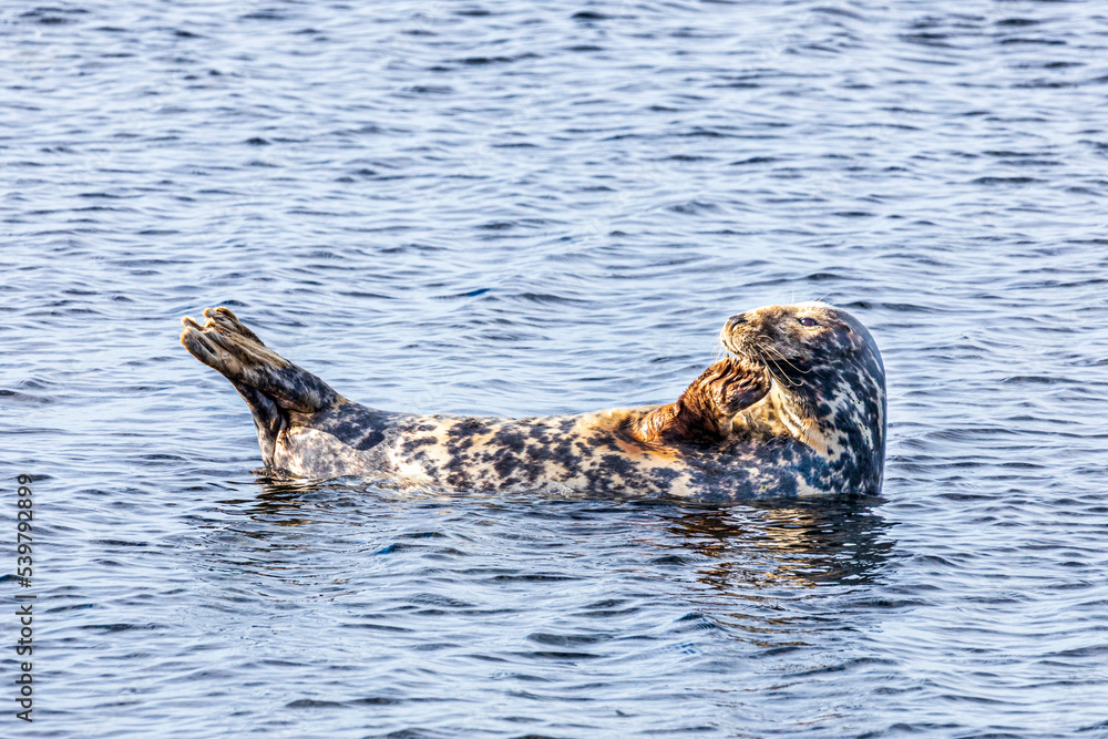 Fototapeta premium A rather pensive looking seal hauled out on a submerged rock but refusing to move for the rising tide at Machrihanish on the Kintyre Peninsula, Argyll & Bute, Scotland UK