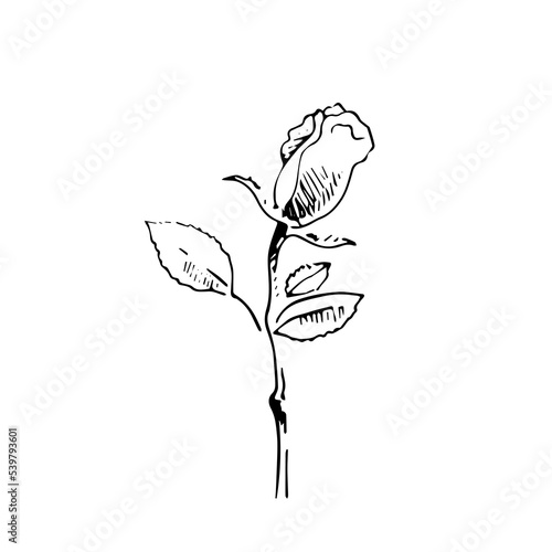 vector illustration single rose hand line contour on white background