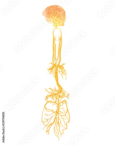 Active brain and energetic vagus nerve, communication, meditation, 3D illustration