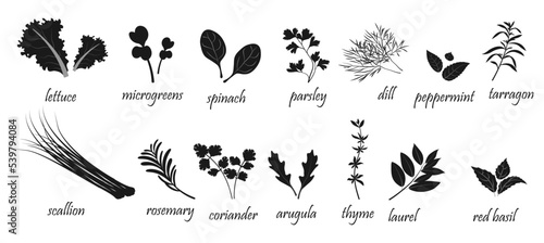 Silhouette of leafy vegetables and spices for cooking. Herbal ingredients infographics on white background