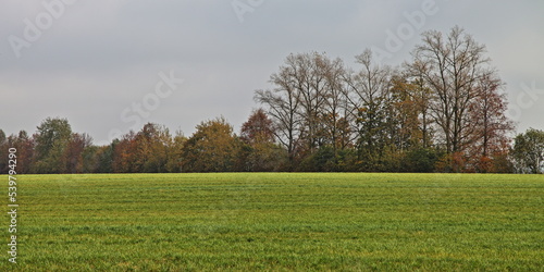 Green field with autumn trees on horizon . Beautiful panoramic natural landscape © Ilya