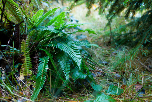 Blechnum spicant - a species of fern, hard-fern or deer fern in the forest. Beautiful summer scenery in the woods photo