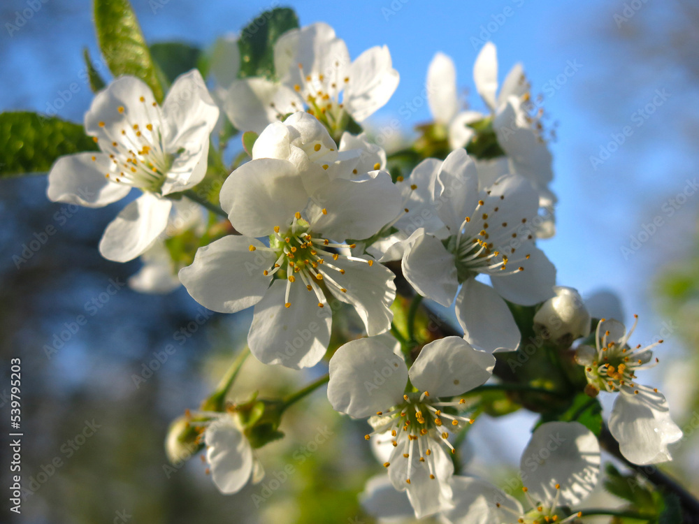cherry tree blooms in the garden in spring with white flowers cherry tree blooms in the garden in spring with white flowers