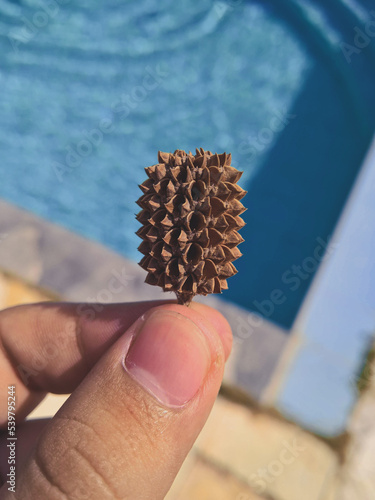 pine cone in the hands