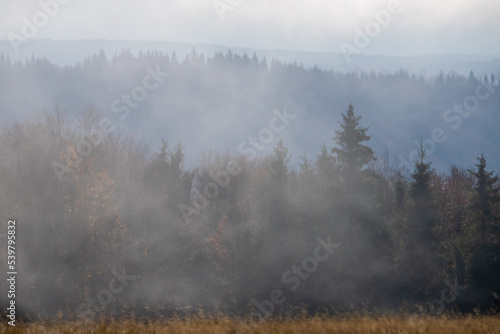 Landscape of a forest seen through fog © sebi_2569