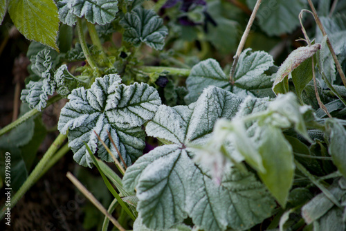 Frosty mallow leaves in the winter garden. photo