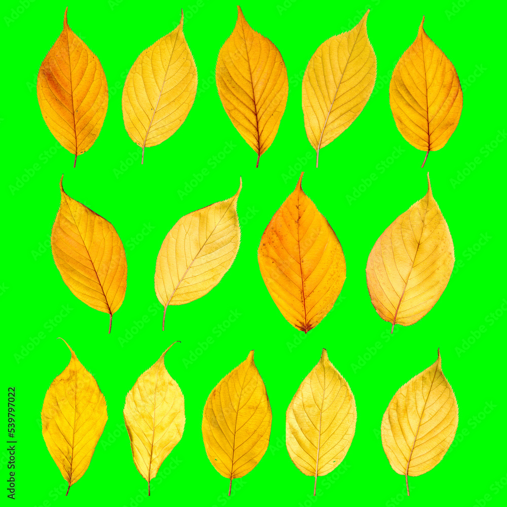 Colorful autumn leaves isolated on green background