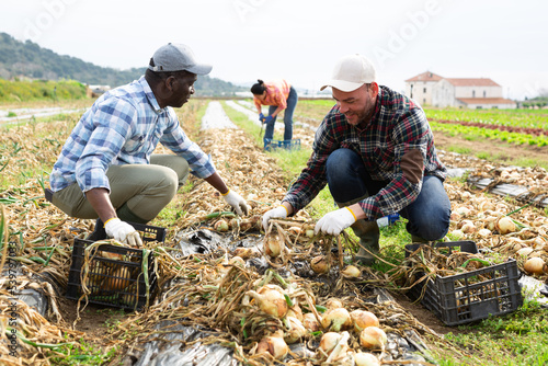 African-american and caucasian men gardeners gathering fresh onion on vegetable field.