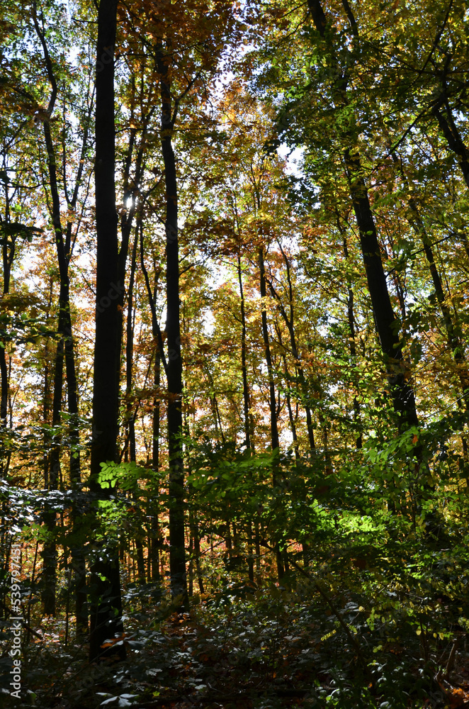 Herbstwald im Oktober Herbstwald im Oktober