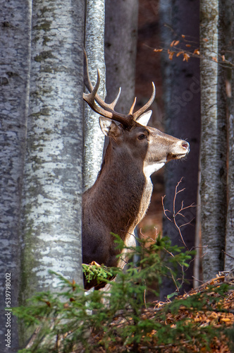 A deer s head seen among the trees in the forest
