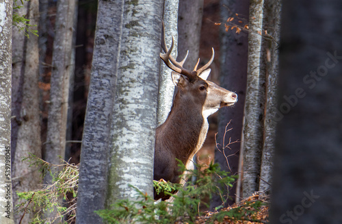 A deer seen among the trees in the forest